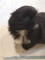 Crypto, a male Shih Tzu for sale in Yonkers, NY – 2 of 5