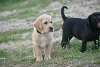 processed/9cc1b445-ca20-416b-b193-2e9c8297b04b/facility/85e21679-80c0-4991-b137-1cba518caeeb