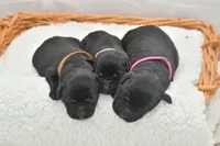 Latte, a female Labrador Retriever for sale in Clermont, FL – 3 of 4