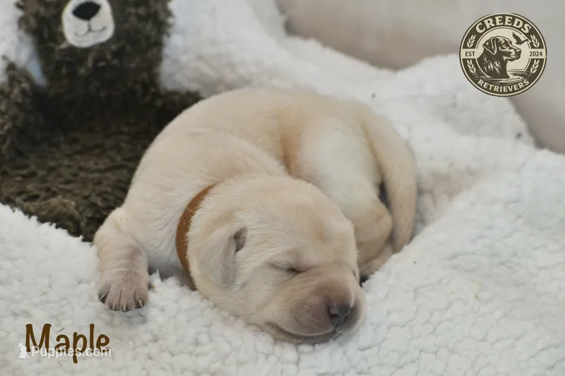 Maple – Labrador Retriever puppy for sale in Clermont, FL