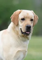 Ella x Boss, a  Labrador Retriever for sale in Clermont, FL – Photo 7 of 7