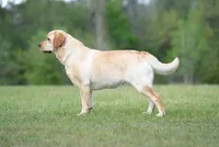 Ella x Boss, a  Labrador Retriever for sale in Clermont, FL – Photo 5 of 7
