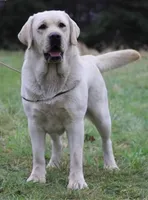 Ella x Boss, a  Labrador Retriever for sale in Clermont, FL – Photo 6 of 7