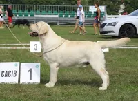 Ella x Boss, a  Labrador Retriever for sale in Clermont, FL – Photo 4 of 7
