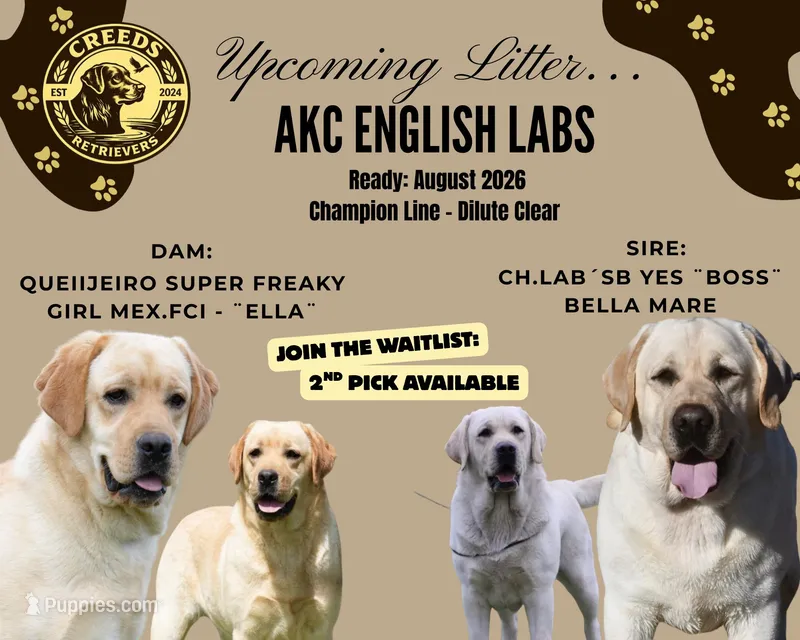 Ella x Boss – Labrador Retriever puppy for sale in Clermont, FL