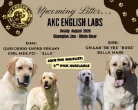 Ella x Boss, a  Labrador Retriever for sale in Clermont, FL – Photo 1 of 7