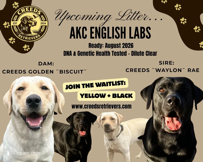 Biscuit x Waylon – Labrador Retriever puppy for sale in Clermont, FL