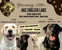 Biscuit x Waylon, a  Labrador Retriever for sale in Clermont, FL – Photo 1 of 3