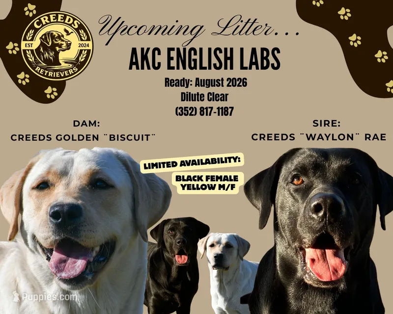 Biscuit x Waylon – Labrador Retriever puppy for sale in Clermont, FL