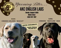 English Labs, a female Labrador Retriever for sale in Clermont, FL – 3 of 5