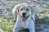 Biscuit x Waylon, a  Labrador Retriever for sale in Clermont, FL – Photo 3 of 3