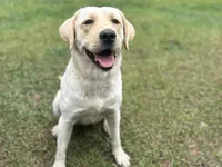 Biscuit x Waylon, a  Labrador Retriever for sale in Clermont, FL – Photo 2 of 3