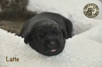 Latte, a female Labrador Retriever for sale in Clermont, FL – 2 of 4