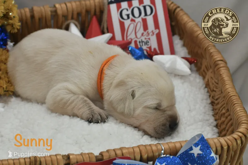 Sunny – Labrador Retriever puppy for sale in Clermont, FL