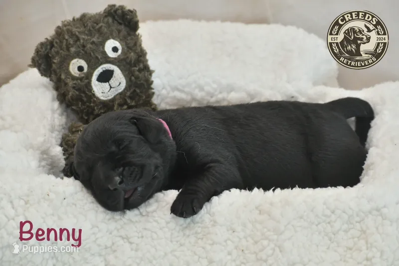 Benny – Labrador Retriever puppy for sale in Clermont, FL