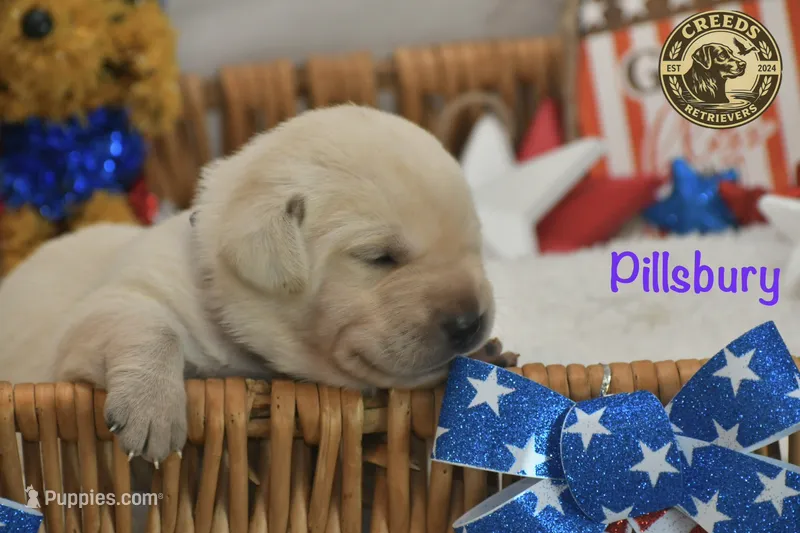 Pillsbury – Labrador Retriever puppy for sale in Clermont, FL