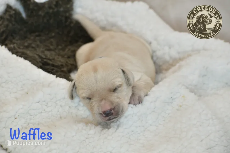 Waffles - English Lab – Labrador Retriever puppy for sale in Clermont, FL