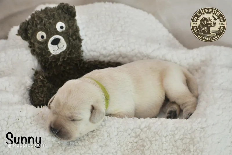 Sunny – Labrador Retriever puppy for sale in Clermont, FL