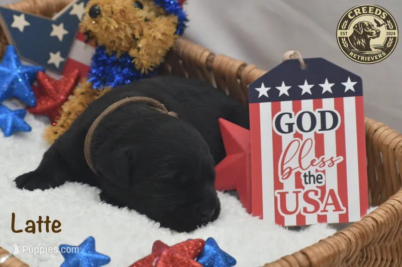 Latte – Labrador Retriever puppy for sale in Clermont, FL