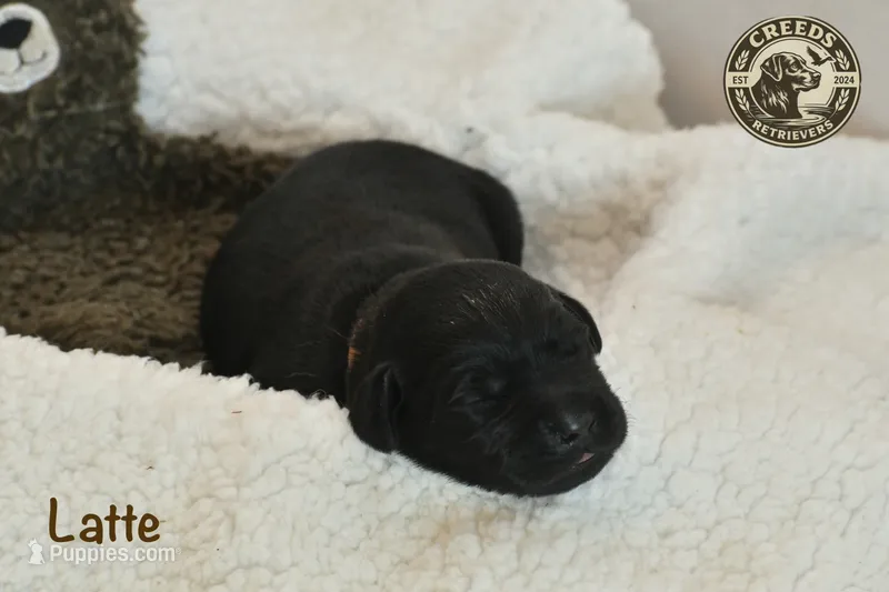 Latte – Labrador Retriever puppy for sale in Clermont, FL