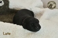 Latte, a female Labrador Retriever for sale in Clermont, FL – 1 of 4