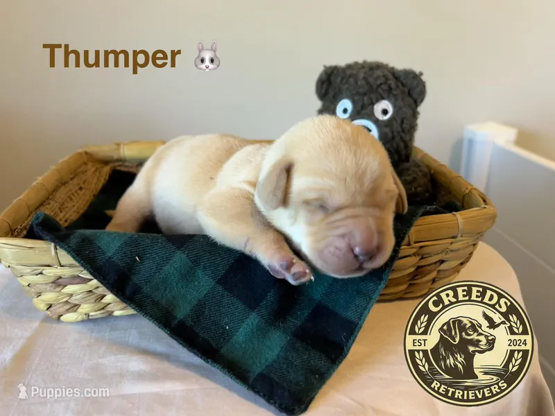 Thumper 