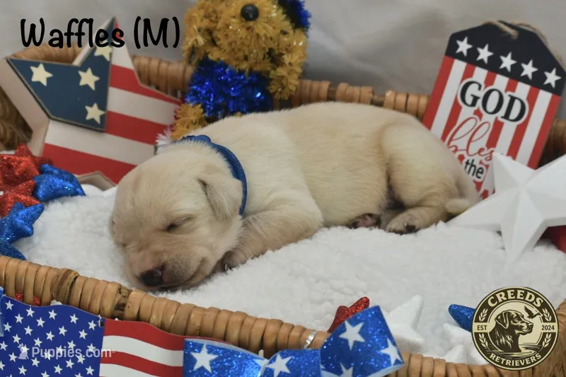 Waffles - English Lab – Labrador Retriever puppy for sale in Clermont, FL