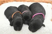 Muffin, a female Labrador Retriever for sale in Clermont, FL – 3 of 4