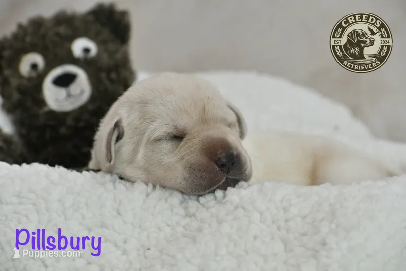 Pillsbury – Labrador Retriever puppy for sale in Clermont, FL