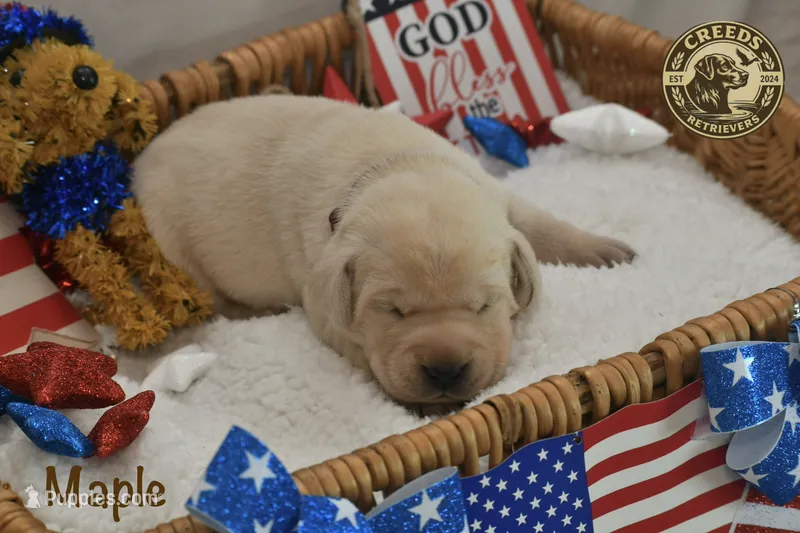 Maple – Labrador Retriever puppy for sale in Clermont, FL