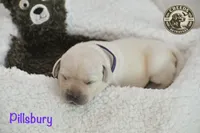 Pillsbury, a female Labrador Retriever for sale in Clermont, FL – 5 of 5