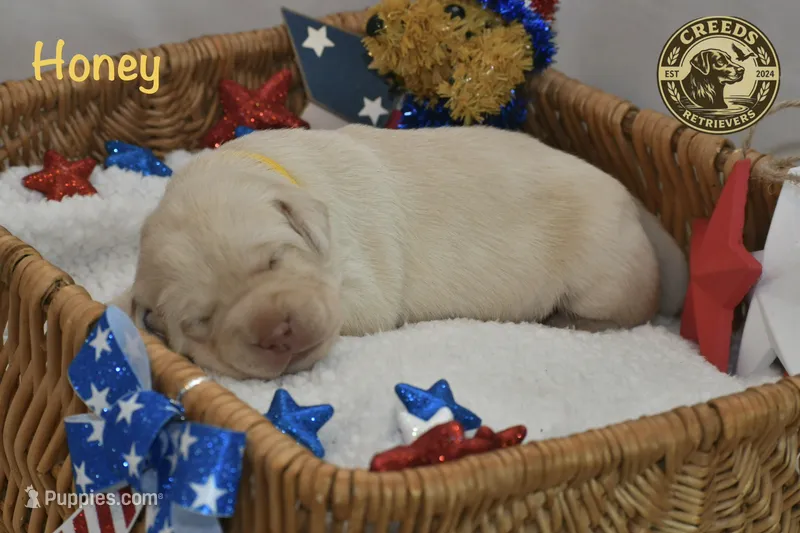 Honey – Labrador Retriever puppy for sale in Clermont, FL