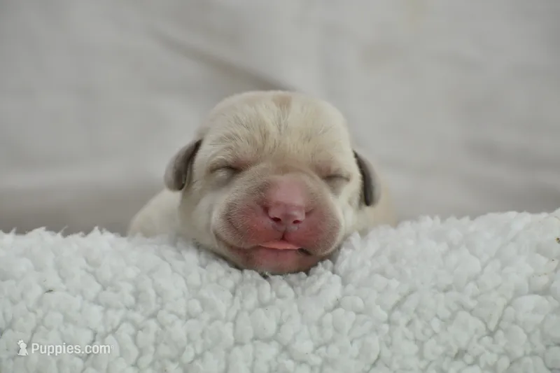 Waffles - English Lab – Labrador Retriever puppy for sale in Clermont, FL