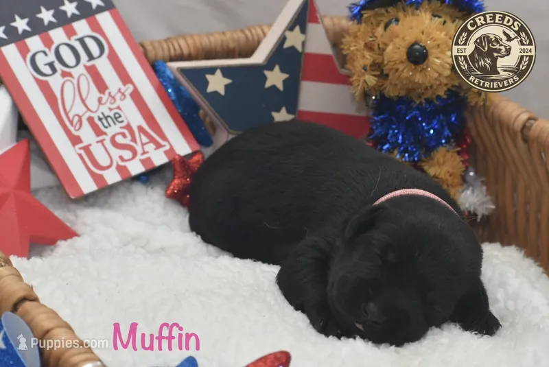Muffin – Labrador Retriever puppy for sale in Clermont, FL