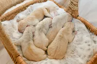 English Labs, a female Labrador Retriever for sale in Clermont, FL – 3 of 6