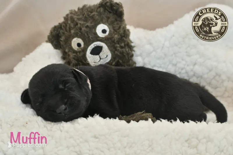 Muffin – Labrador Retriever puppy for sale in Clermont, FL