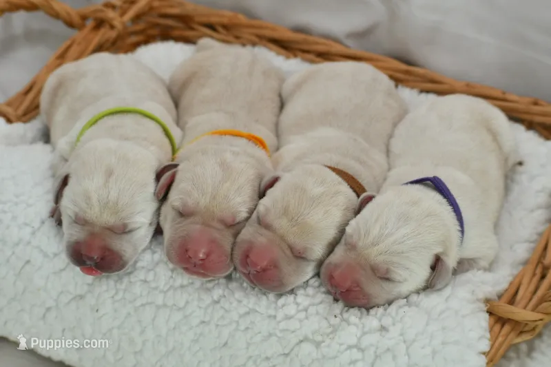 English Labs – Labrador Retriever puppy for sale in Clermont, FL
