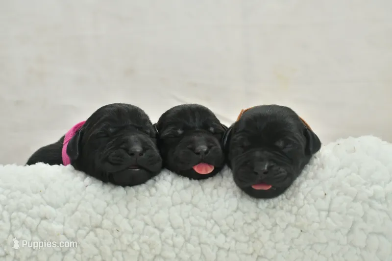 English Labs – Labrador Retriever puppy for sale in Clermont, FL