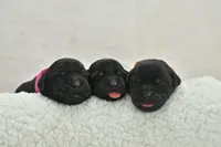 English Labs, a female Labrador Retriever for sale in Clermont, FL – 1 of 5