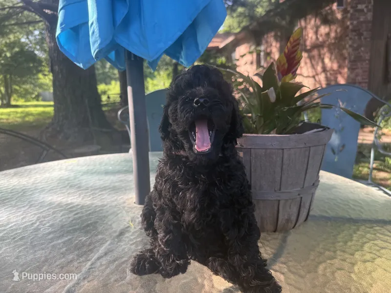 Pinkie  – Miniature Goldendoodle puppy for sale in Sparta, MO