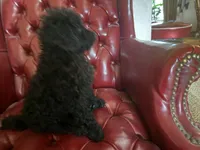 Dallas , a male Miniature Goldendoodle for sale in Sparta, MO – 3 of 10