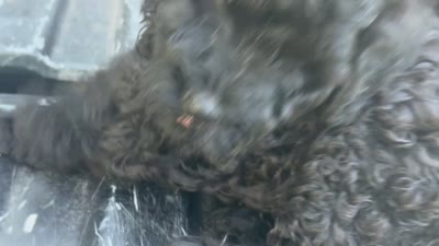 Pinkie , a female Miniature Goldendoodle for sale in Sparta, MO – 9 of 10