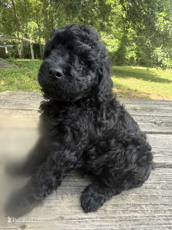 Hairy  – Miniature Goldendoodle puppy for sale in Sparta, MO