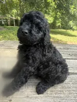 Hairy , a male Miniature Goldendoodle for sale in Sparta, MO – 1 of 9