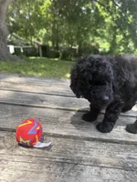 Abby, a female Miniature Goldendoodle for sale in Sparta, MO – 7 of 8