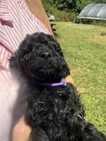 Hairy , a male Miniature Goldendoodle for sale in Sparta, MO – 9 of 9