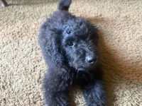 Bailey , a female Miniature Goldendoodle for sale in Sparta, MO – 2 of 8