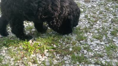 Harrison, a male Miniature Goldendoodle for sale in Sparta, MO – 9 of 10