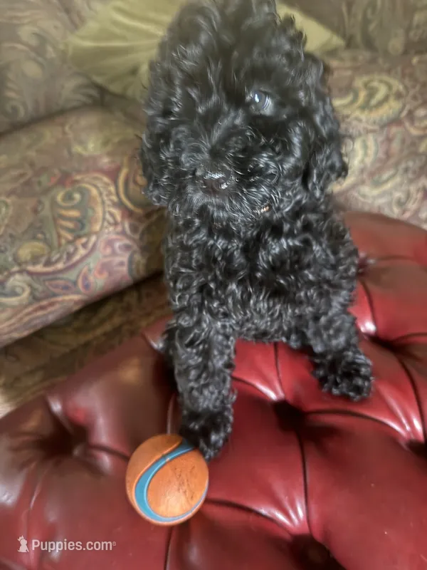 Pinkie  – Miniature Goldendoodle puppy for sale in Sparta, MO