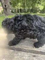 Hairy , a male Miniature Goldendoodle for sale in Sparta, MO – 7 of 9